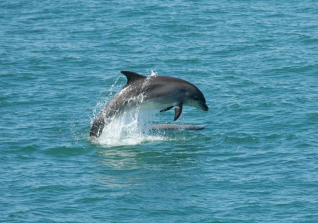 Dolphin spotting in the bay.